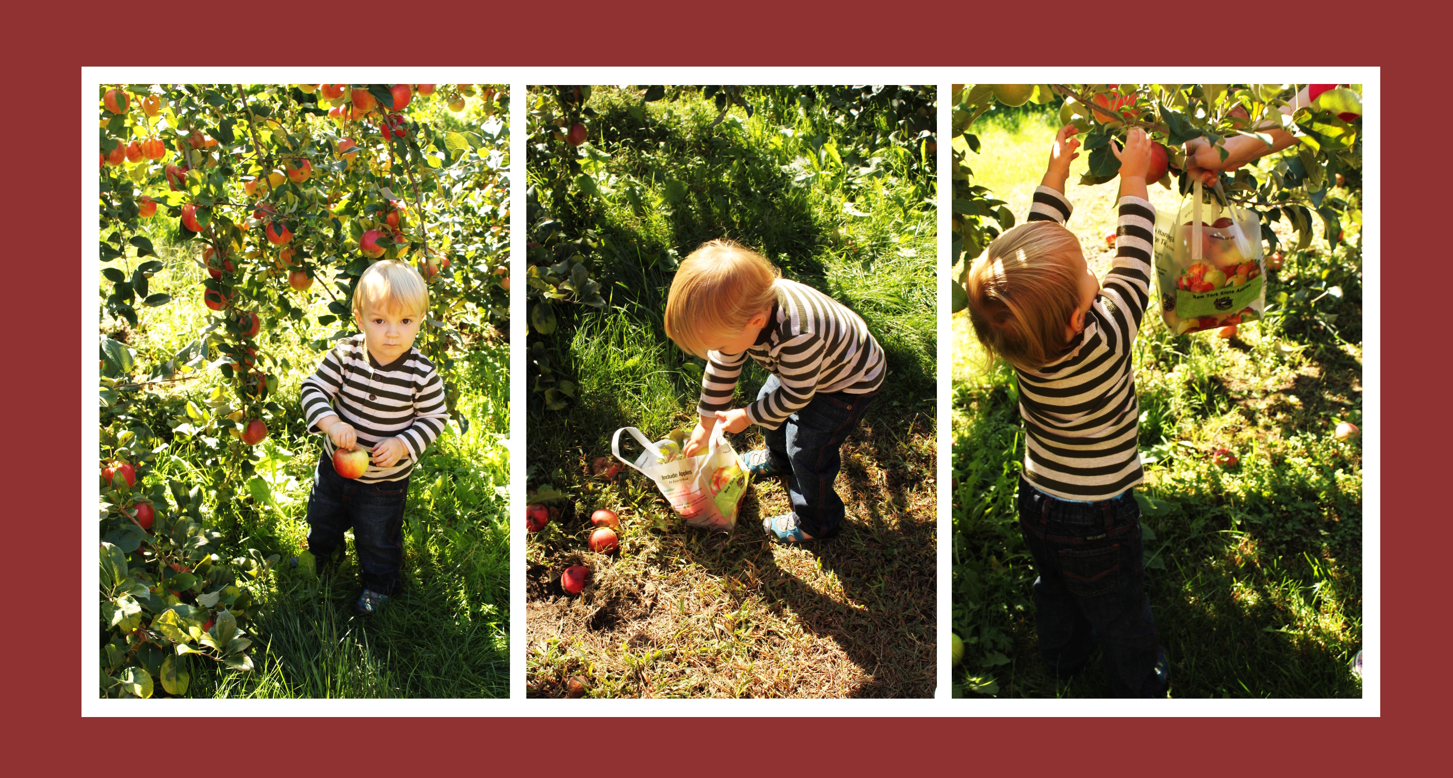 Apple Picking