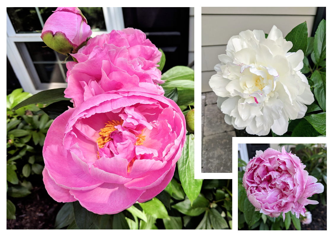 peonies